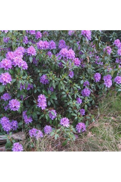 Rhododendron ’Gristede’ опис
